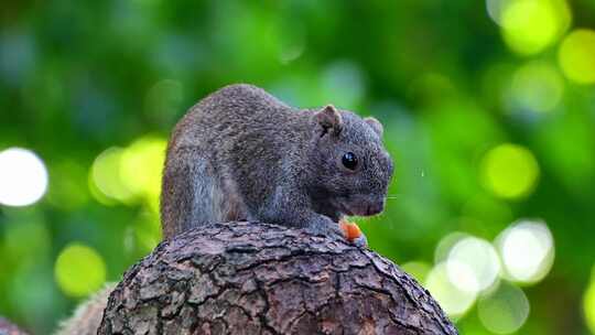 西湖边松鼠站在树干上吃东西