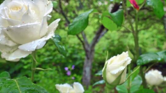 花园里美丽的白玫瑰视频素材模板下载