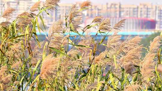 湖边芦苇荡芦苇飘扬