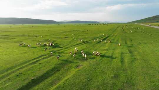 航拍内蒙古大草原上奔跑的羊群