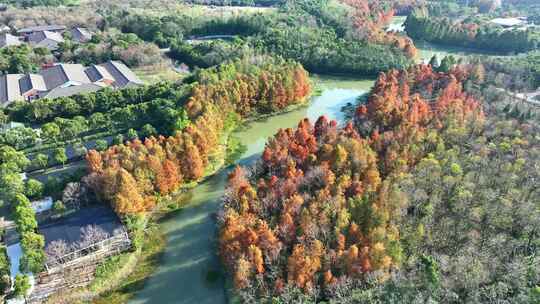 上海奉贤海湾国家森林公园  奉贤生态湿地