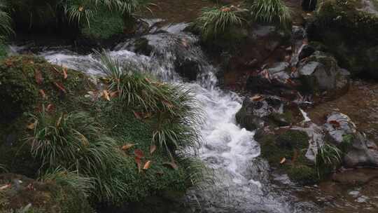 水流水花苔藓