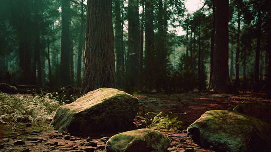 森林公园里的大树和石头