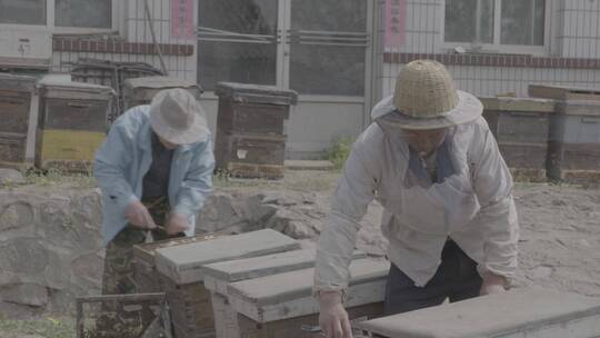 放蜂人从蜂箱中取蜂巢LOG视频素材模板下载