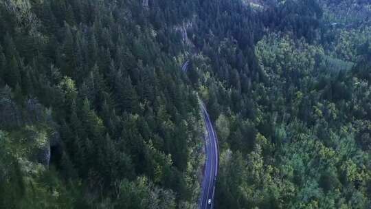 松林间公路上行驶的汽车