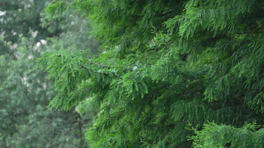 杭州运河 水面 植物 生态 环境