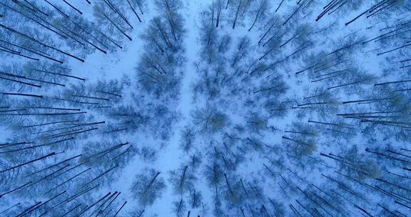 航拍大兴安岭冬季雪原松林