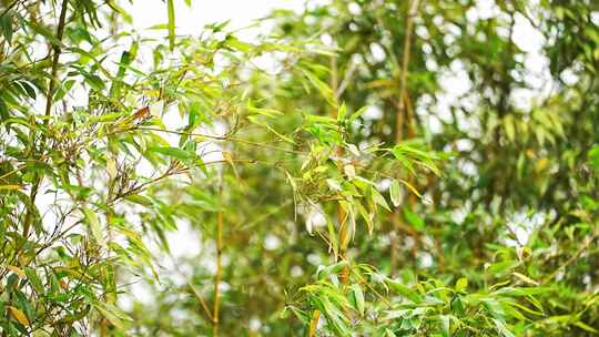 无锡拈花湾禅意小镇地景竹叶空镜