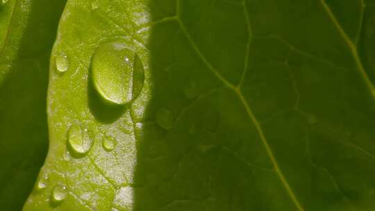 叶子上的水滴 雨中植物 雨点落在绿色植物上