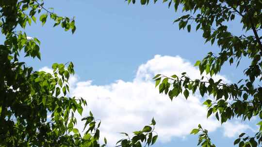 透过树叶树枝看向蓝天白云天空