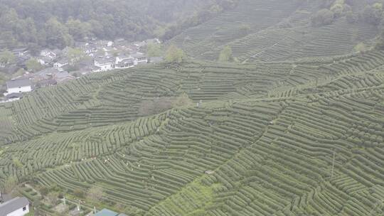 杭州西湖梅家坞茶园茶山