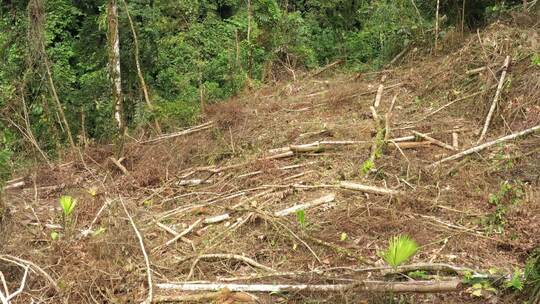 无人机砍伐森林的场景慢慢飞过亚马逊雨林干燥和砍伐的部分