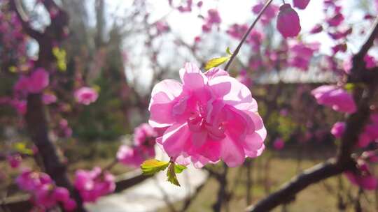 春暖花开踏青游玩赏花划船素材