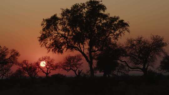 日出，南非，树木，草原