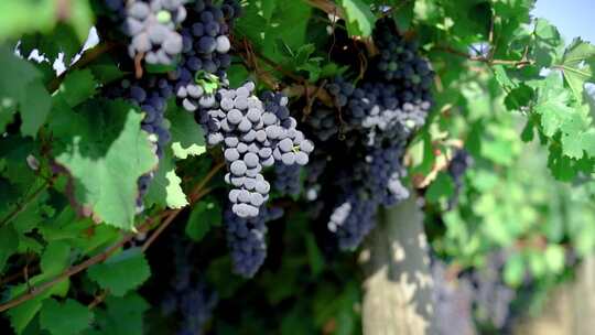 葡萄园 黑葡萄 葡萄种植