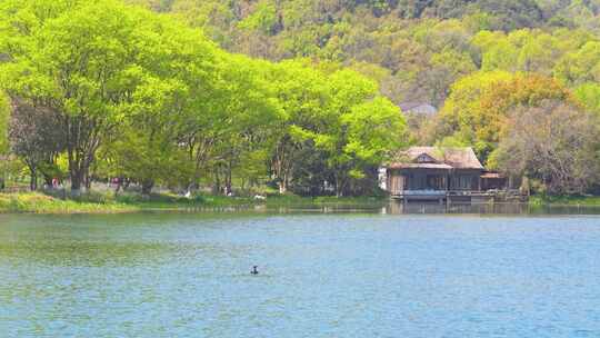 杭州西湖浴鹄湾春天风景