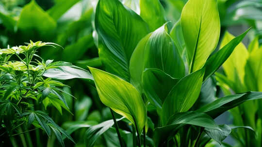 生机盎然的绿色植物生长延时