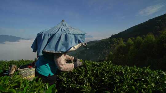 在云海笼罩的茶山上采茶