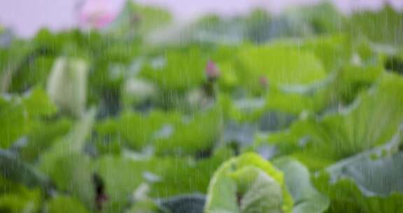 杭州西湖雨中荷花视频