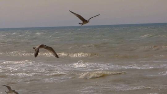 翱翔在海浪之上的海鸥