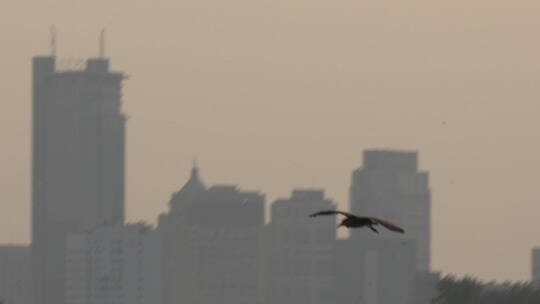 旅游景观航拍南京玄武湖夜鹭 降落水面 慢