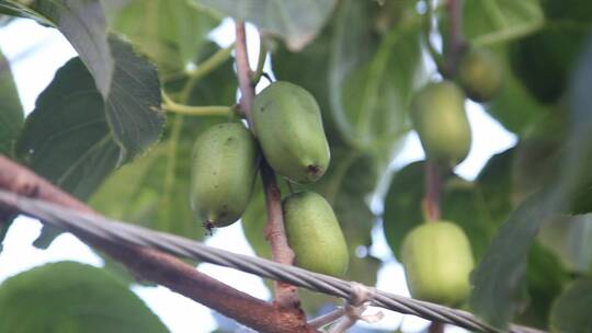 软枣猕猴桃种植