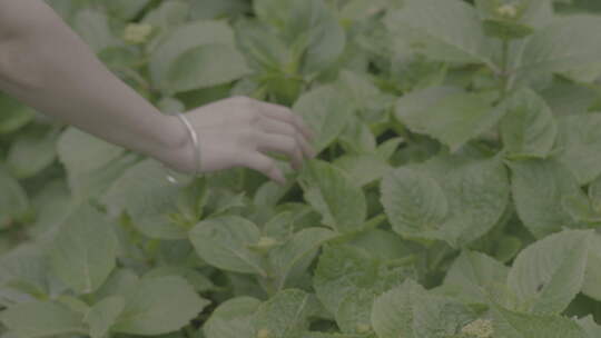 大学生女孩校园花花草草