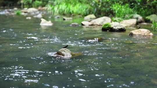 黑色蜻蜓栖息在溪流河水石头上