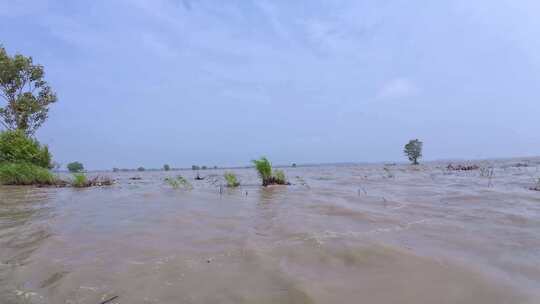 自然生态湿地 湖水湿地 黄河长江 浑浊湖水