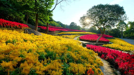 穗冠花的花海花田梯田