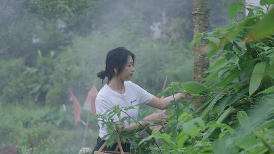 端午少女摘粽叶手工制作粽子国风传统文化