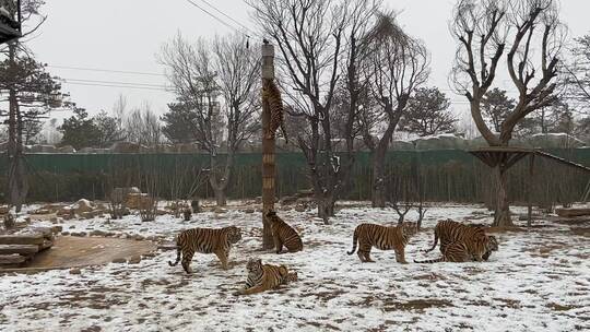 山东泉城欧乐堡动物王国，老虎、熊猫、袋鼠