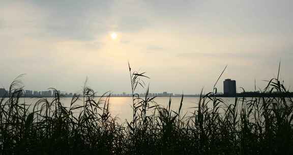 夕阳美丽湖水摇曳芦苇