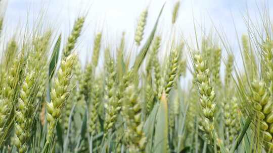 快成熟的小麦麦田