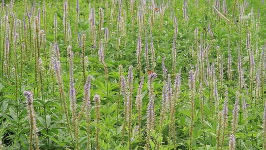 大兴安岭野生植物细叶婆婆纳