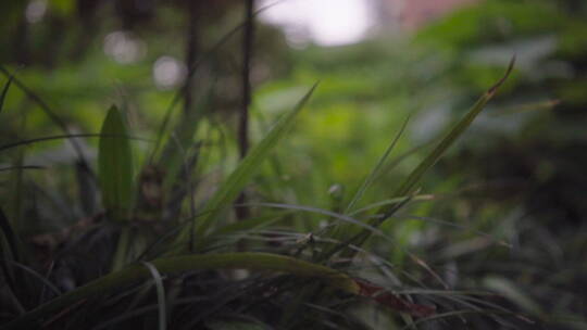 植物森林治愈雨水唯美意境清新自然