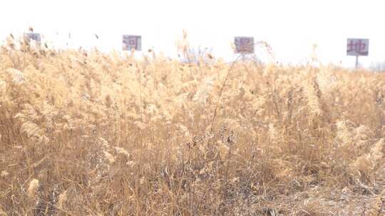 芦苇 空地 草 芦叶 