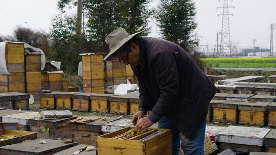 养蜂人在养蜂场忙碌饲养蜜蜂