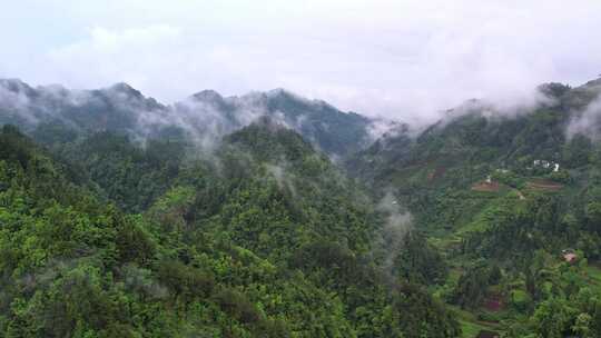 大雾清晨云雾大山云海森林自然云山脉山区