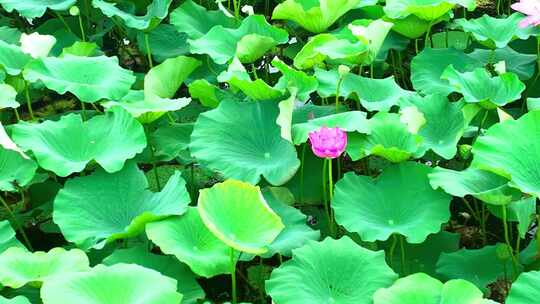 芙蓉国里君山野生荷花世界