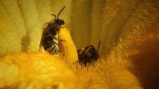 微距拍摄蜜蜂采蜜
