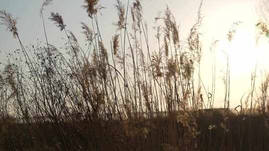 芦苇 风景 风光 草 湿地 夕阳 阳光