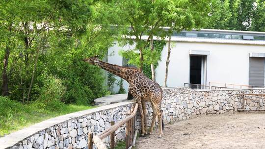 长颈鹿在动物园吃树叶