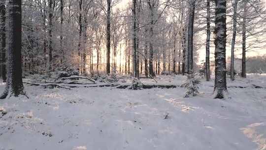低空航拍大雪覆盖的森林