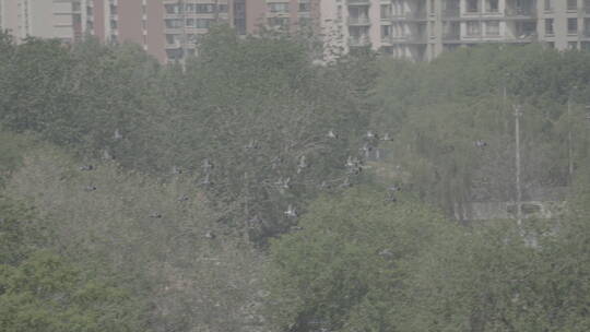 四合院鸽子 北京鸽哨 北京文化视频素材模板下载