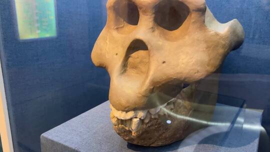 古人类原始人头骨化石骷髅视频素材模板下载
