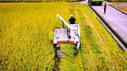 秋天水稻丰收稻田收割机收割水稻混剪合集