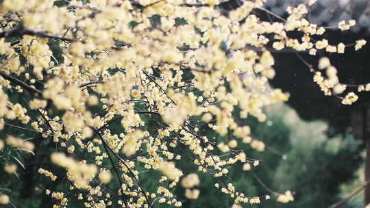 钱王祠雨天梅花