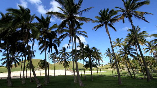 海滩的棕榈树