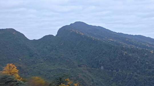 高清实拍眉山洪雅瓦屋山森林